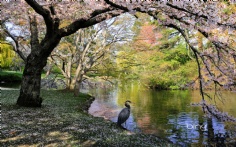 VictoriaBC1920x12006-21-2012 3_01_23 PM Bing Desktop